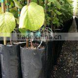 Plastic Plant Black Nursery Bag for Seeding, Transplant and Growing thumbnail-3