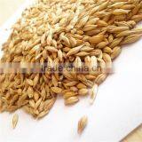 Ukraine Barley ,barley Seeds Animal Seeds Can Makes Animal Grow up Healthy thumbnail-4
