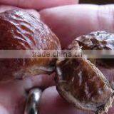 Soapnut Herbal Product Exporter In Indian//Second Grade thumbnail-3
