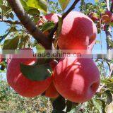 Fresh Fuji Apple With Best Price China Fuji Apple thumbnail-6