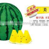 Hot Sale Hybrid F1 Sweet Yellow Watermelon Seeds For Growing-Midland F1 thumbnail-1