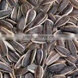 Organic Sunflower Seeds 5009 Sunflower Seeds White Sunflower Seeds thumbnail-2