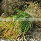 Mini Rice & Wheat Reaper Binder/wheat Reaper Binder Machine/mini Rice and Wheat Cutting Machine thumbnail-3