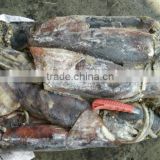 peru squid wholesale alibaba seafood