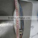 Frozen Horse Mackerel Trachurus Trachurus 20cm+ thumbnail-3