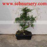Zanthoxylum Bonsai Art 20cm thumbnail-1
