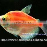 White Skirt Tetras Fish Farm For Sale and Export thumbnail-4