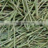 Ephedra Vulgaris thumbnail-3