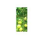 Phyllanthus Emblica Extract 35% Polyphenlos (UV-VIS) thumbnail-1