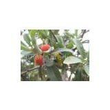 Myricetin thumbnail-1