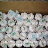 New Crop Fresh Chinese Pure White Garlic (5.0cm, 5.5cm, 6.0cm)Box Packing thumbnail-5