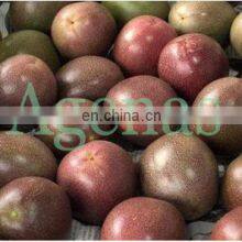 PASSION FRUIT FROM VIETNAM thumbnail-2