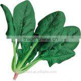 SXS No.7 High Resistance Hybrid Spinach Seeds