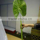 wholesale cheap green taro leaf