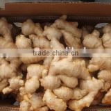 New crop slim ginger with competitive export price