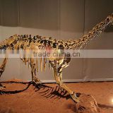 HLT Handmade Dinosaur Skeleton Fossil of Bellusaurus