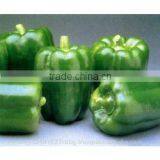 Fresh Bell Pepper India/good Quality Capsicum/farm Fresh Red,yellow,red Capsicum/bell Pepper Exporter in India thumbnail-6