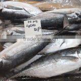 HORSE MACKEREL thumbnail-2