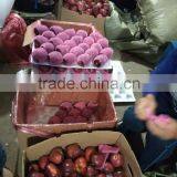 Red Delicious Apple/ Huaniu Apple thumbnail-1