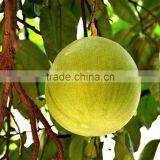 Export Best Fruit Premium Grade Cheapest Pomelo/Grapefruit Honey thumbnail-1