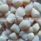 Frozen Scallop Meat