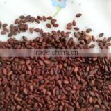 brown sesame seed for oil extraction