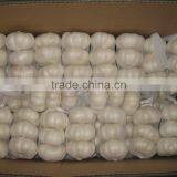 Fresh Jinxiang Garlic thumbnail-1