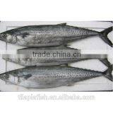 Sea Frozen Atlantic Mackerel Scomber Scombrus on Sale thumbnail-1
