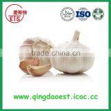 Chinese Natural Spice Garlic Supply to Singapore thumbnail-2
