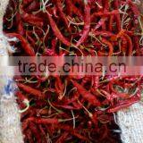 Red Chilli thumbnail-1