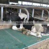 2015 Super Quality !!! EVA Material Eva Rubber Mat EVA Cow Mat thumbnail-3