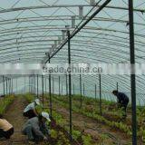 UV Protect Anti Fog Transparent Coextruded PE Cover Film PE Mulch Film for Grape Greenhouse thumbnail-3