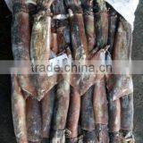 Penang of Illex Squid thumbnail-2