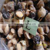 Best Season Frozen Large Conch Shells thumbnail-1