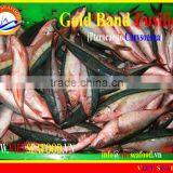 FROZEN GOLD BAND FUSILIER thumbnail-3