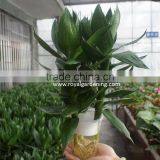 Dracaena Sanderiana Lotus 3 Pcs in One Pot thumbnail-2