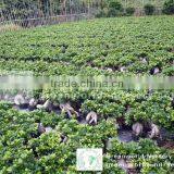 Ficus Gingseng Bonsai Tree thumbnail-1