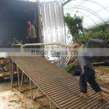 Spathodea Campanulata Nursery thumbnail-5