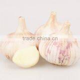 Wholesale Chinese Purple and White Garlic thumbnail-6