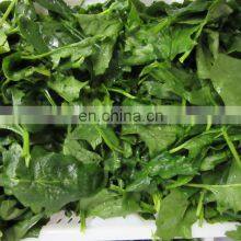 Sinocharm A Grade IQF Chopped Spinach Frozen Spinach Fresh Green thumbnail-5
