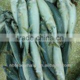 Fish Can Canned Mackerel Fish 200-300g