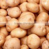 Fresh Yellow Potato thumbnail-1