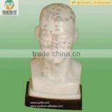 High Quality Head Chinese Acupuncture Model thumbnail-1