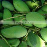 Green Mango thumbnail-1