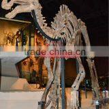 Life Size Dinosaur Skeleton Replica Of Gryposaurus thumbnail-1