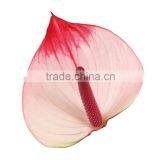Anthurium Flower & Plants thumbnail-2