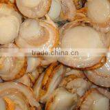 Frozen Fresh Scallop Meat With Roe on