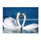 Self Adhesive PP Film 150