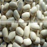 2015crop White Kidney Bean thumbnail-1