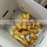 PVC BOXES FRESH GINGER thumbnail-2